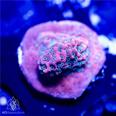 ACI Dragon Fruit Montipora