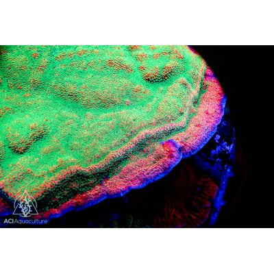ACI Tropical Thunder Monti