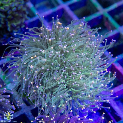 Euphyllia glabrescens - Assorted Non-Gold colony