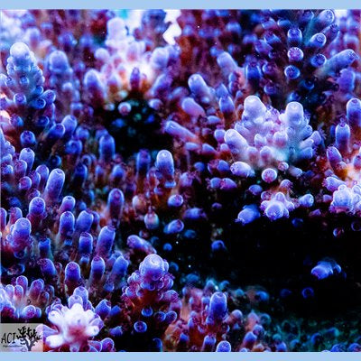 ACI Wild Indigo Acropora sp