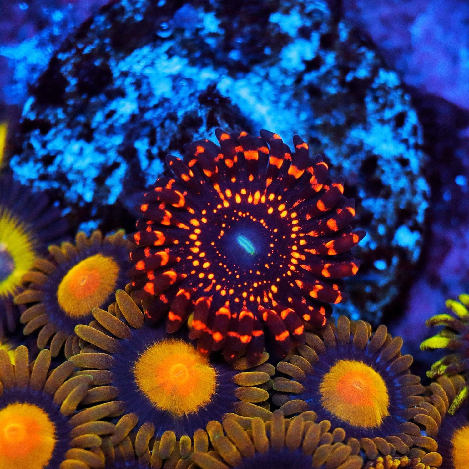 Zoanthids