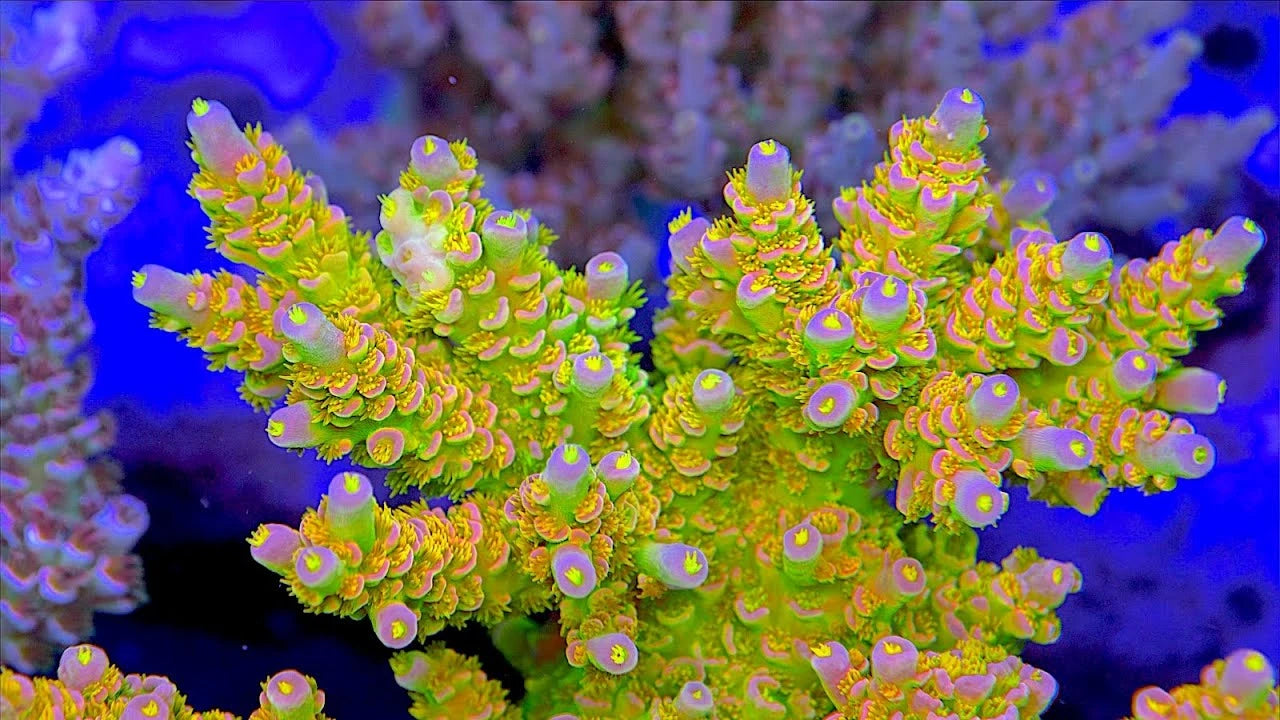 SPS