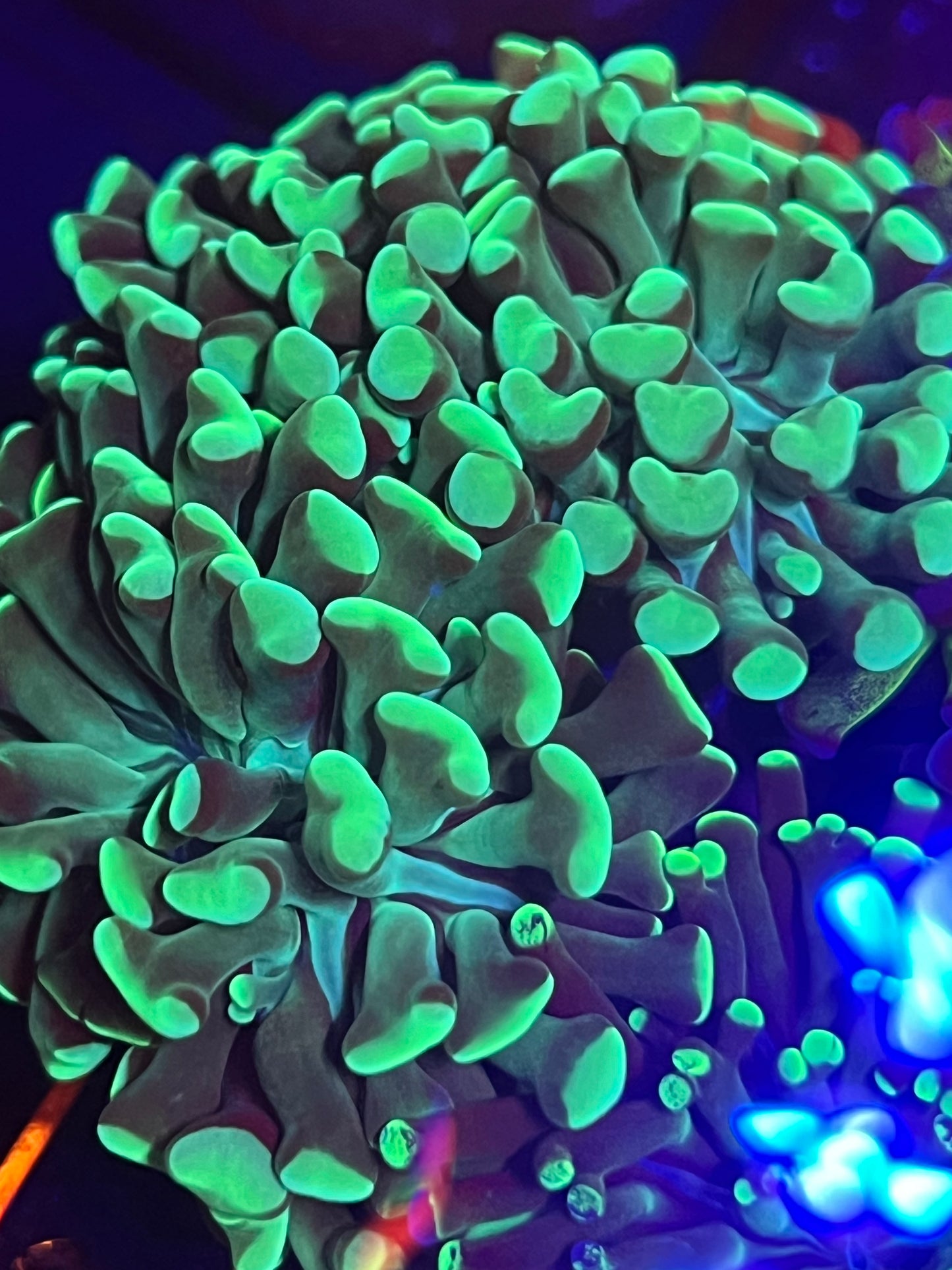 Green Branching Hammer