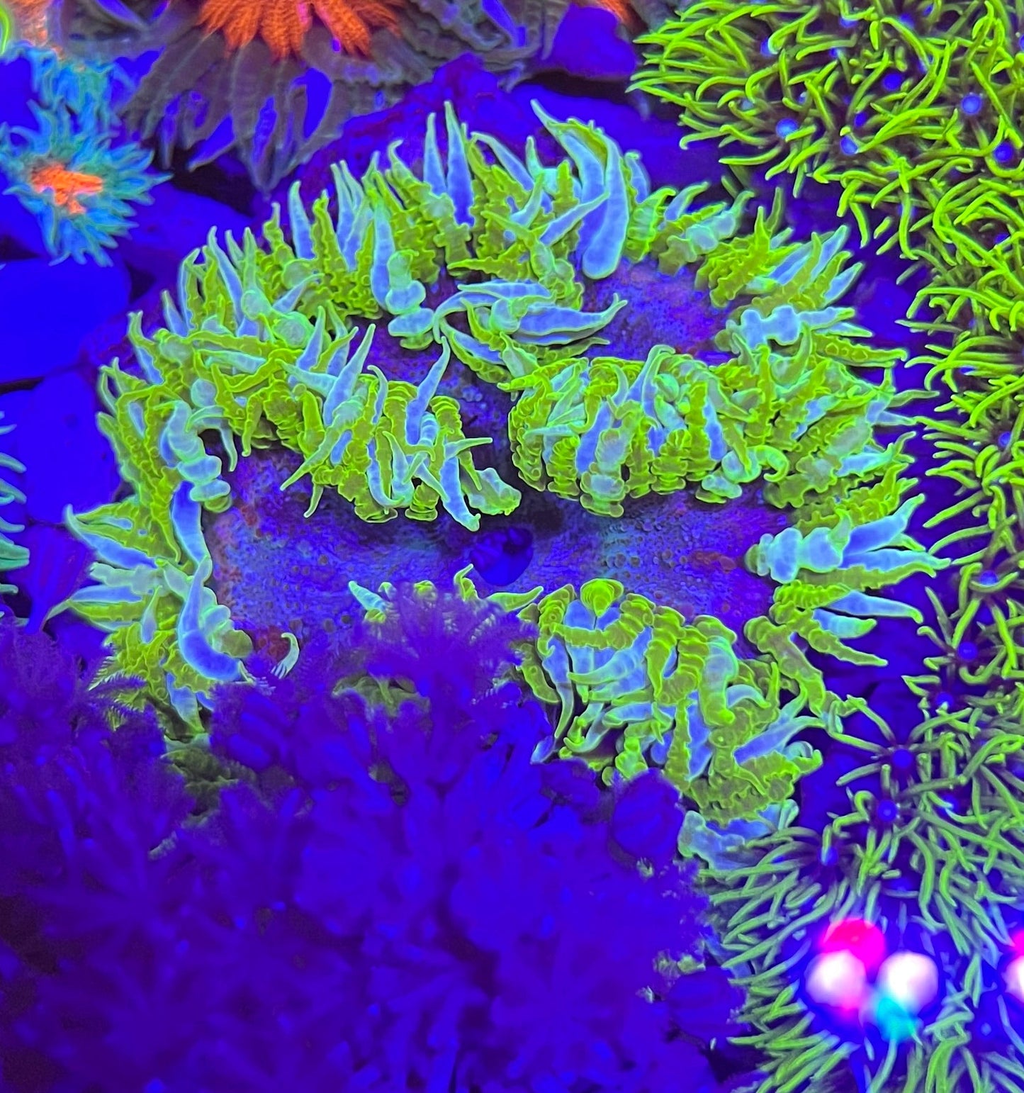 Ultra Rock Flower