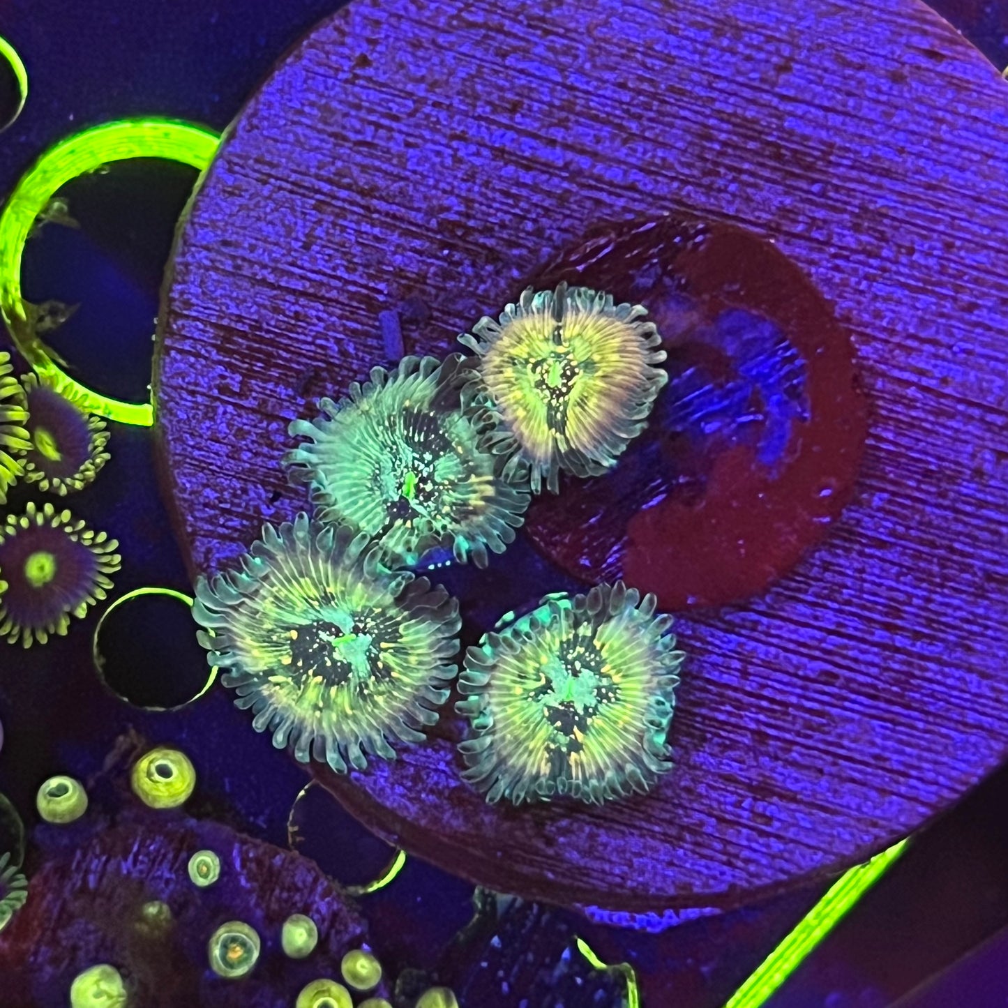 Hawaiian Ding-Dang Zoanthid