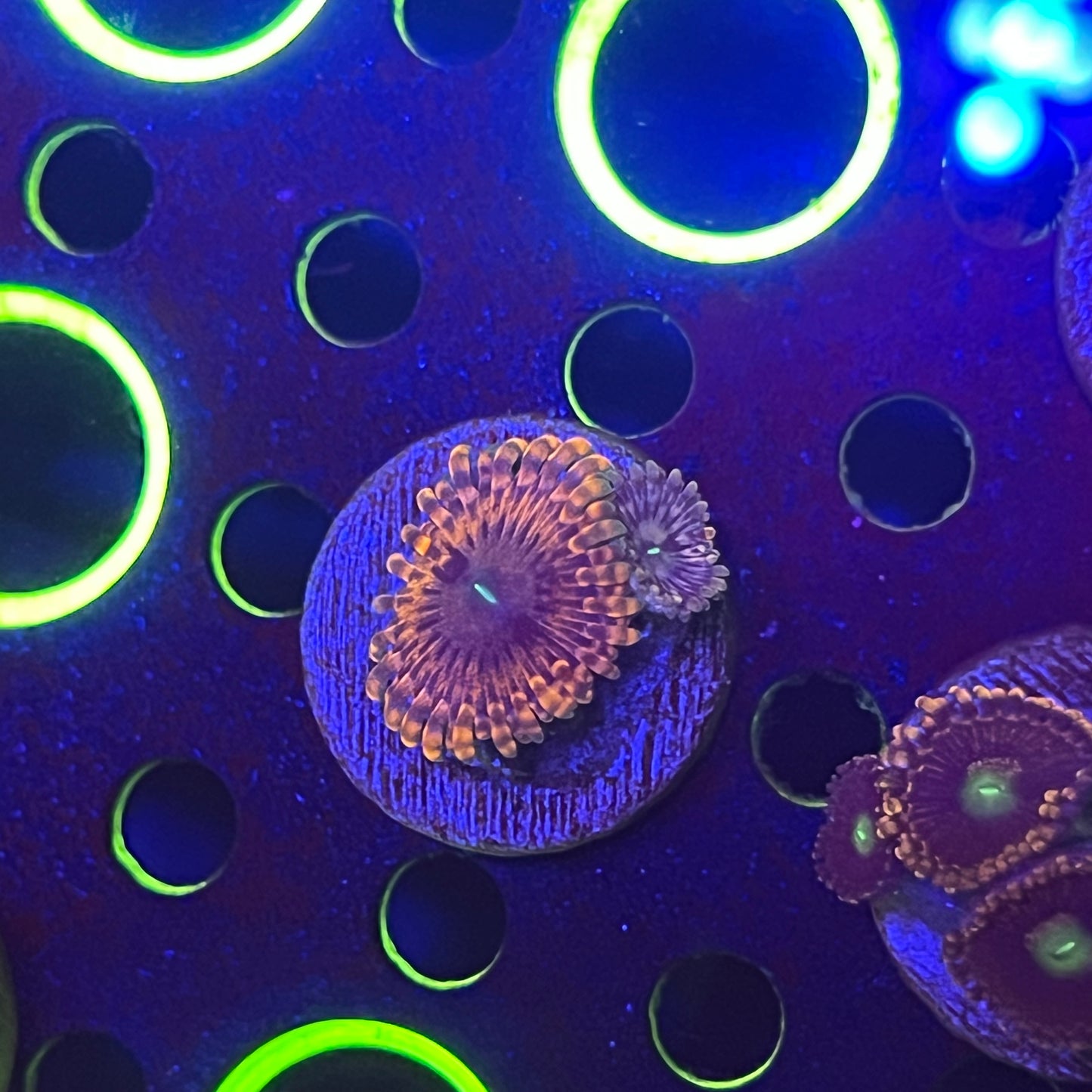 Fairy Fart Zoanthid