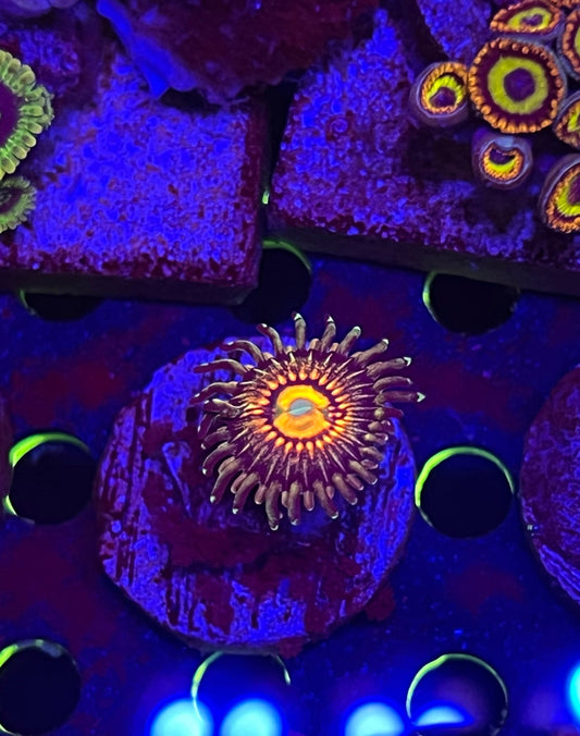 Rainbow Incinerator Zoanthid