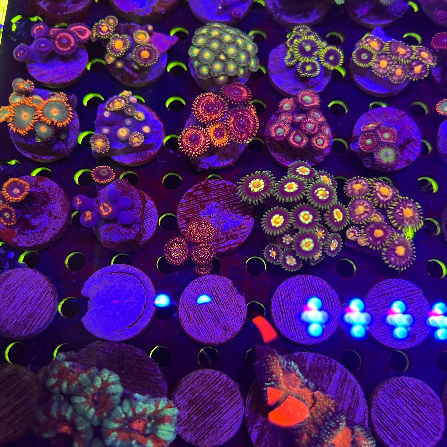 Assorted Zoa
