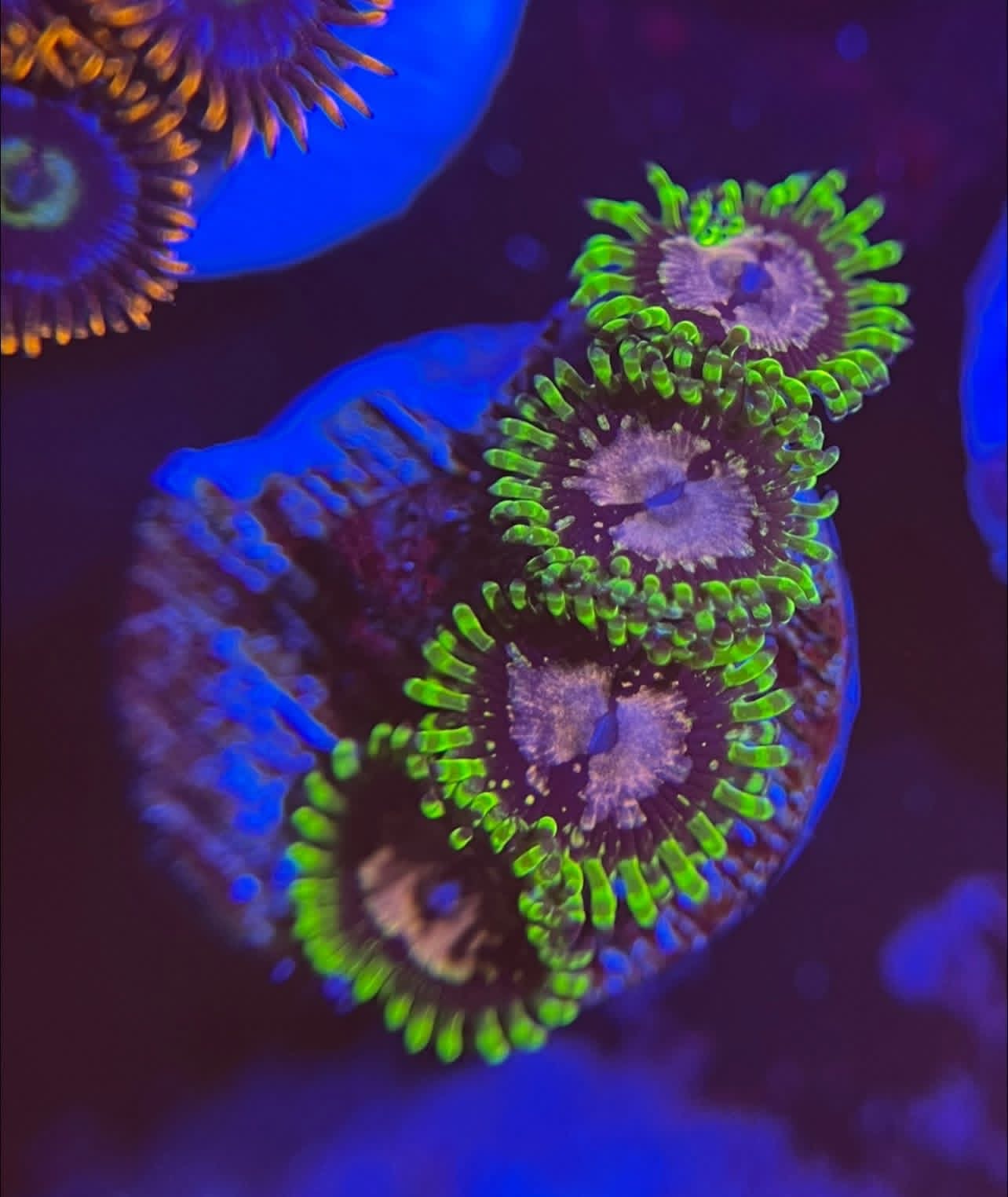 Purple Monster Zoanthid
