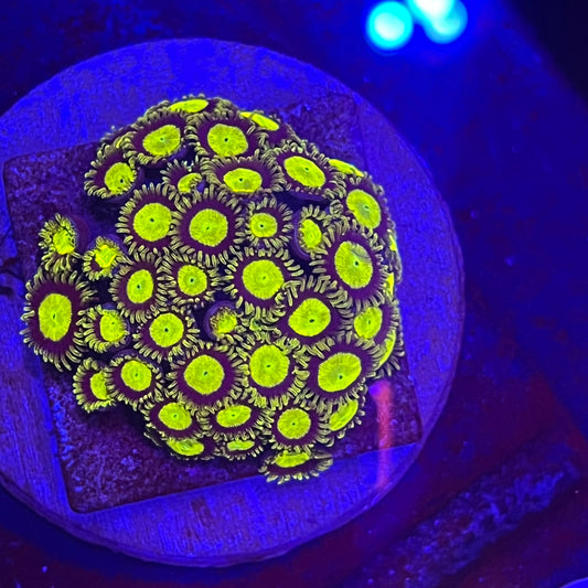 King Midas Zoanthid