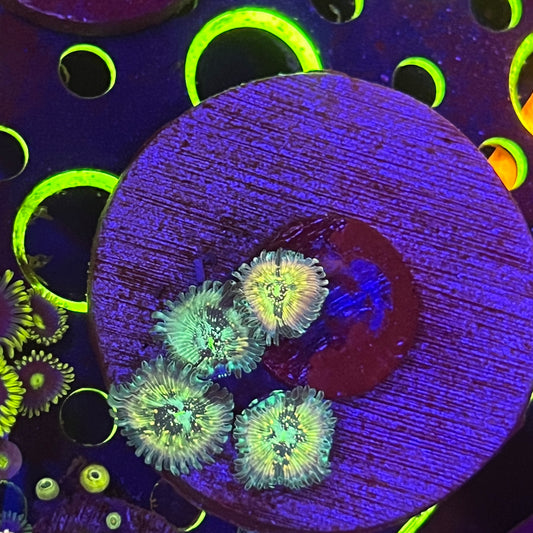 Hawaiian Ding-Dang Zoanthid