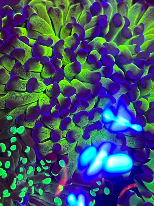 Purple Tip Branching Hammer