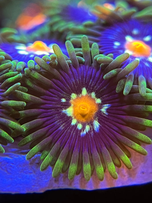 JF Stargazer