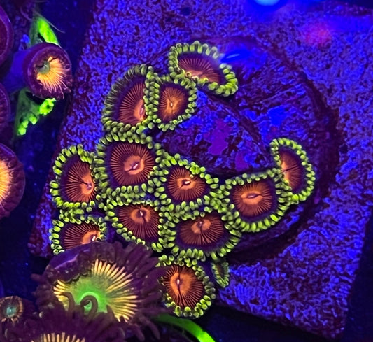 Spitfire Zoanthid