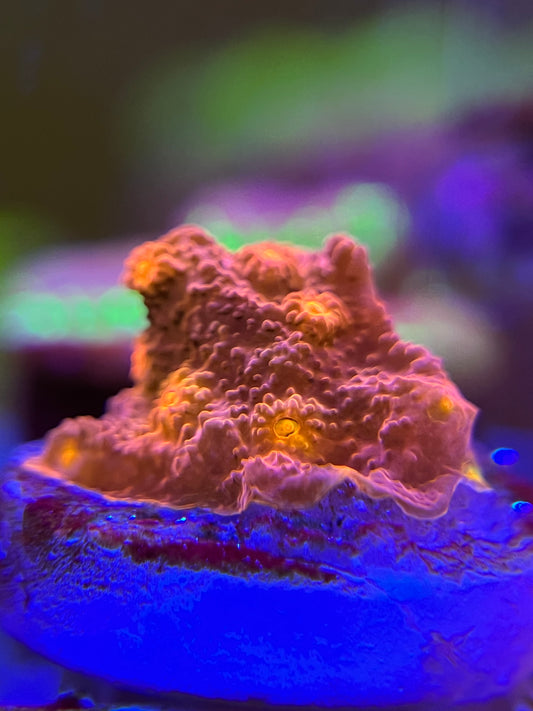 Red Brick Cyphastrea
