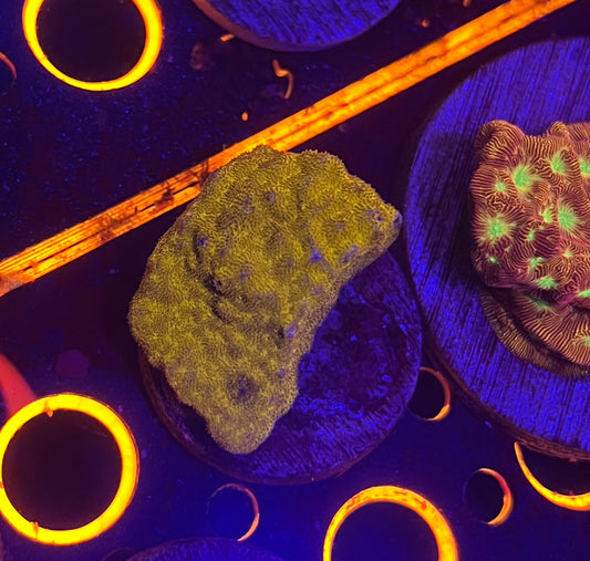Orange Psammacora