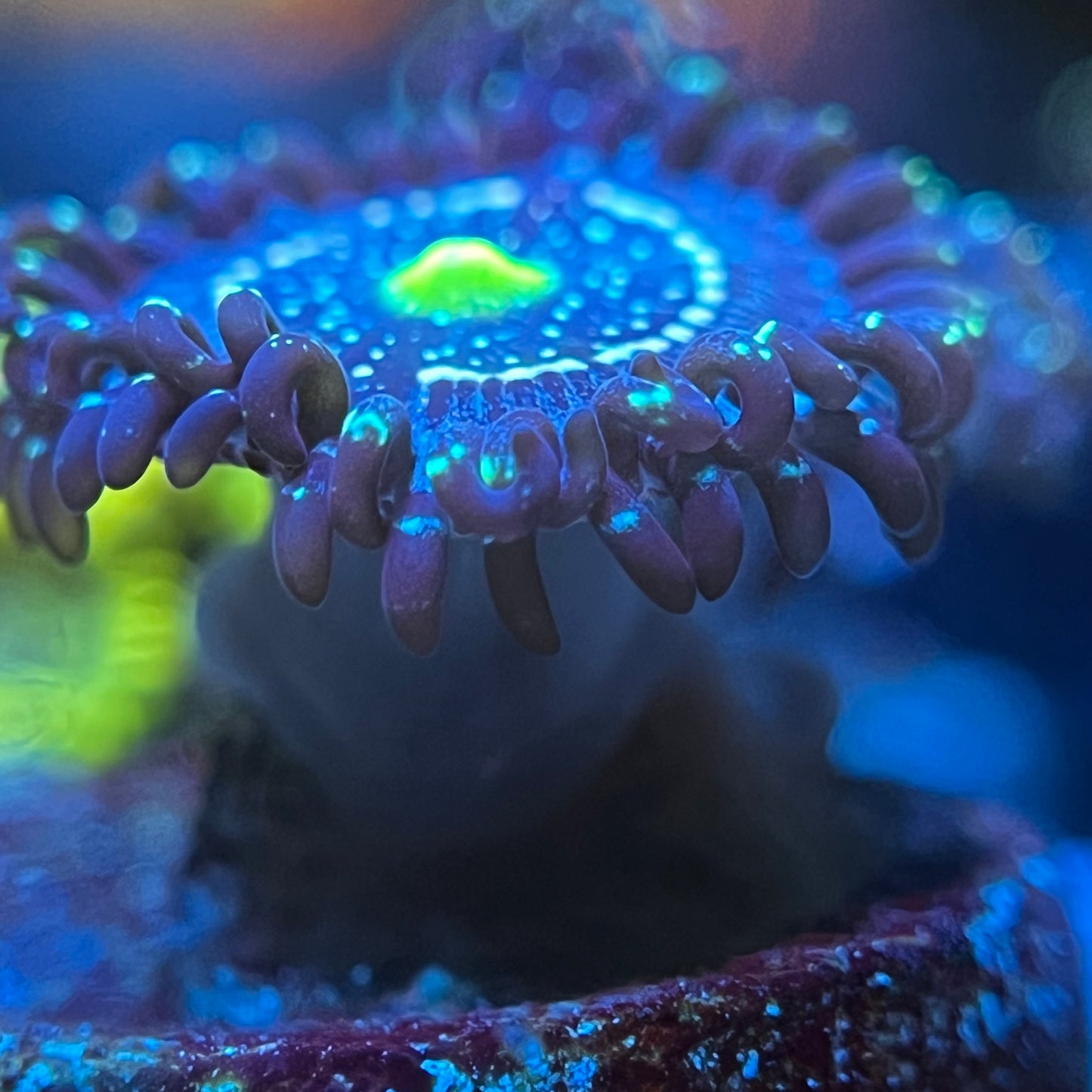 Blue Lagoon Zoanthid