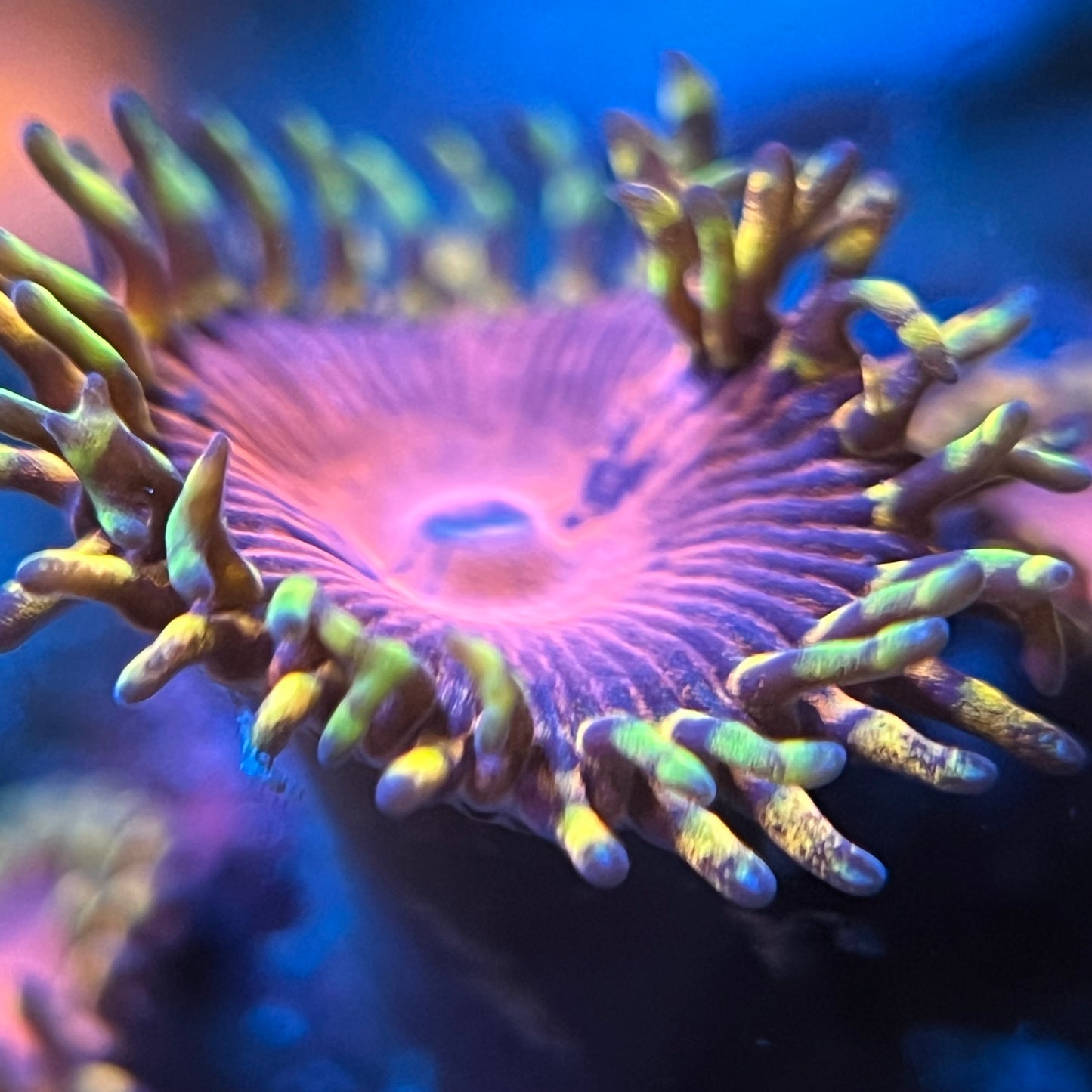Aphrodite Zoanthid