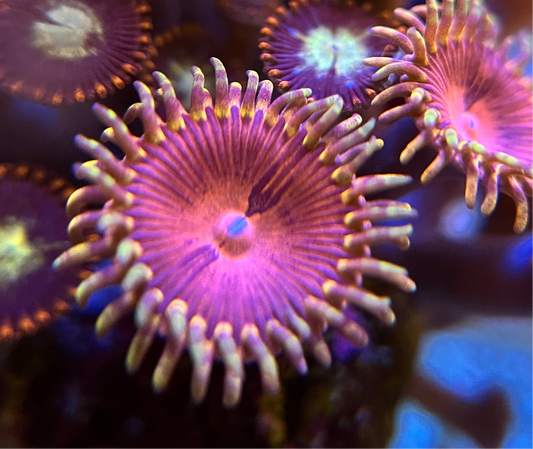 Aphrodite Zoanthid