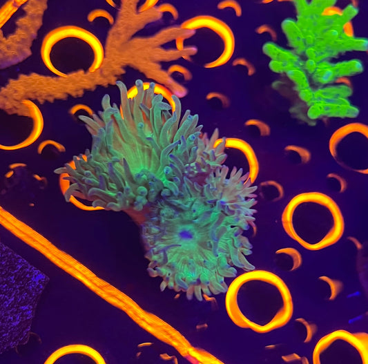 Duncan Coral