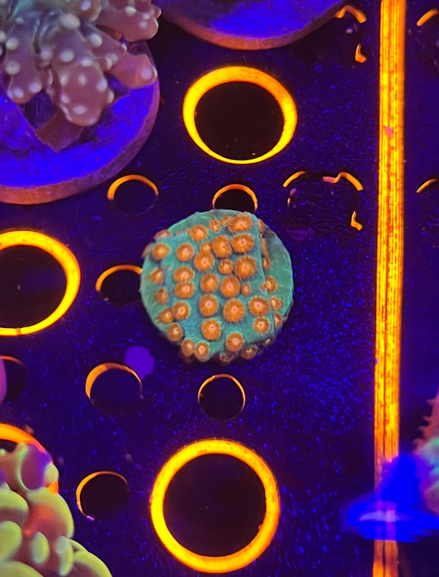 Molten Sun Cyphastrea
