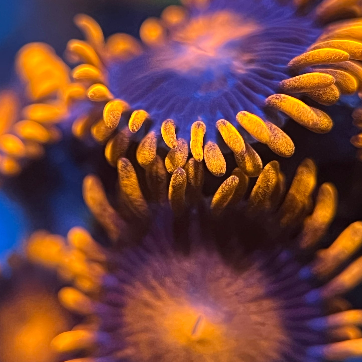 Bambam Zoanthids