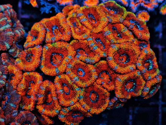Rainbow Acan Lord