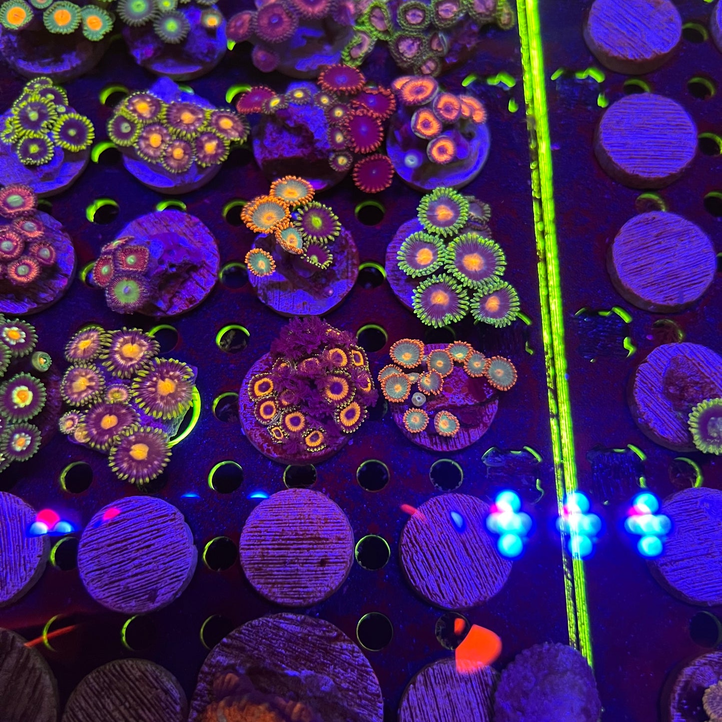 Assorted Zoa