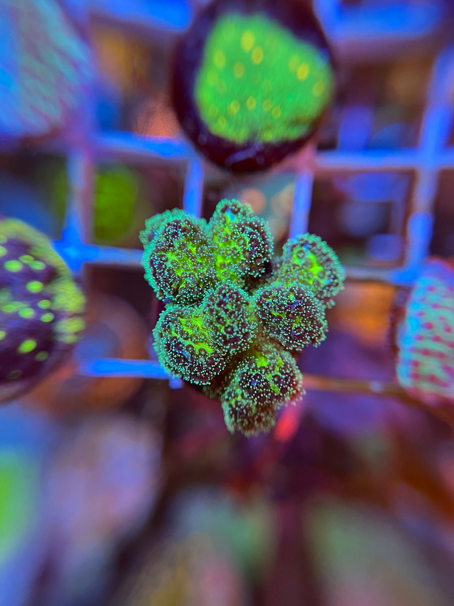 Neon Pocilipora