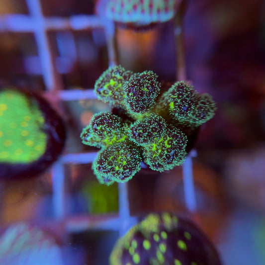 Neon Pocilipora