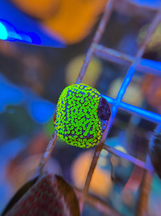 Rainbow Montipora