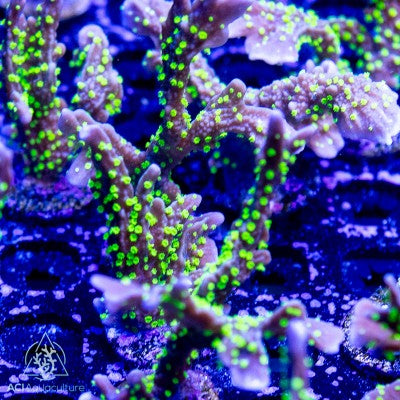 ACI Midnight Dynamite Montipora