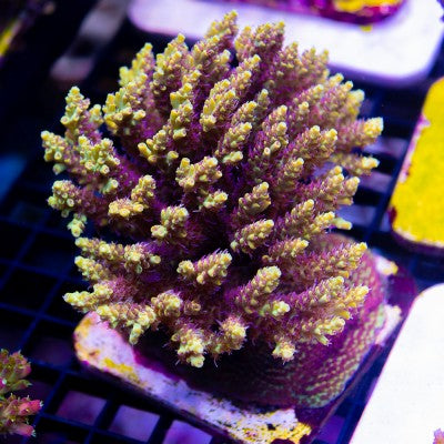 ACI Pikachu Acropora latistella