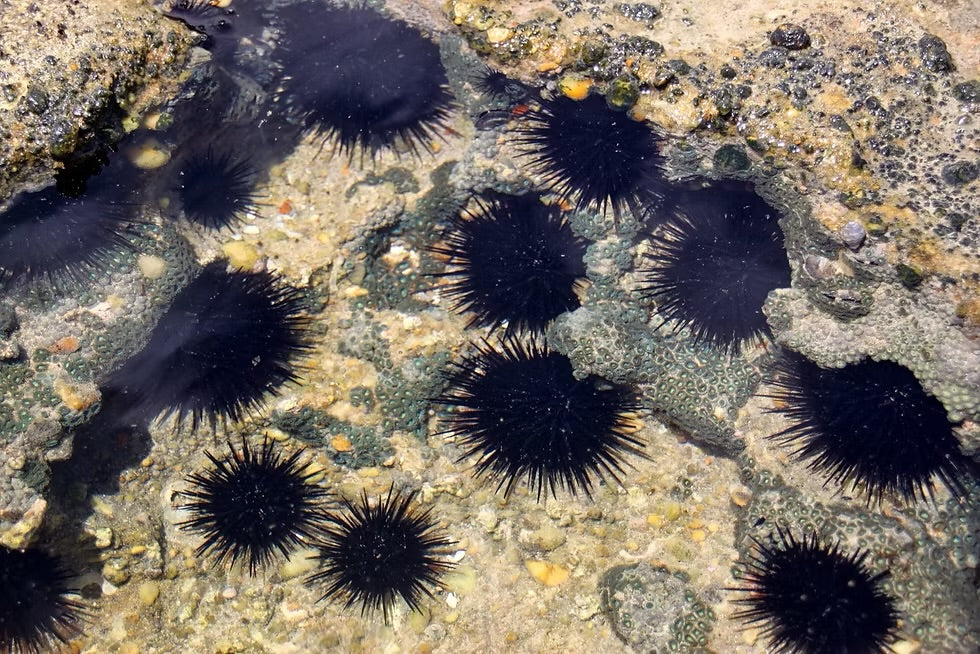 Black Rock Urchin