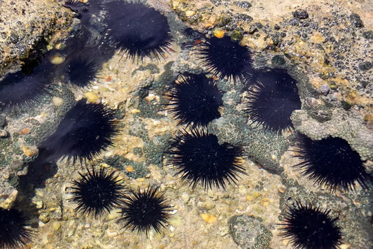 Black Rock Urchin