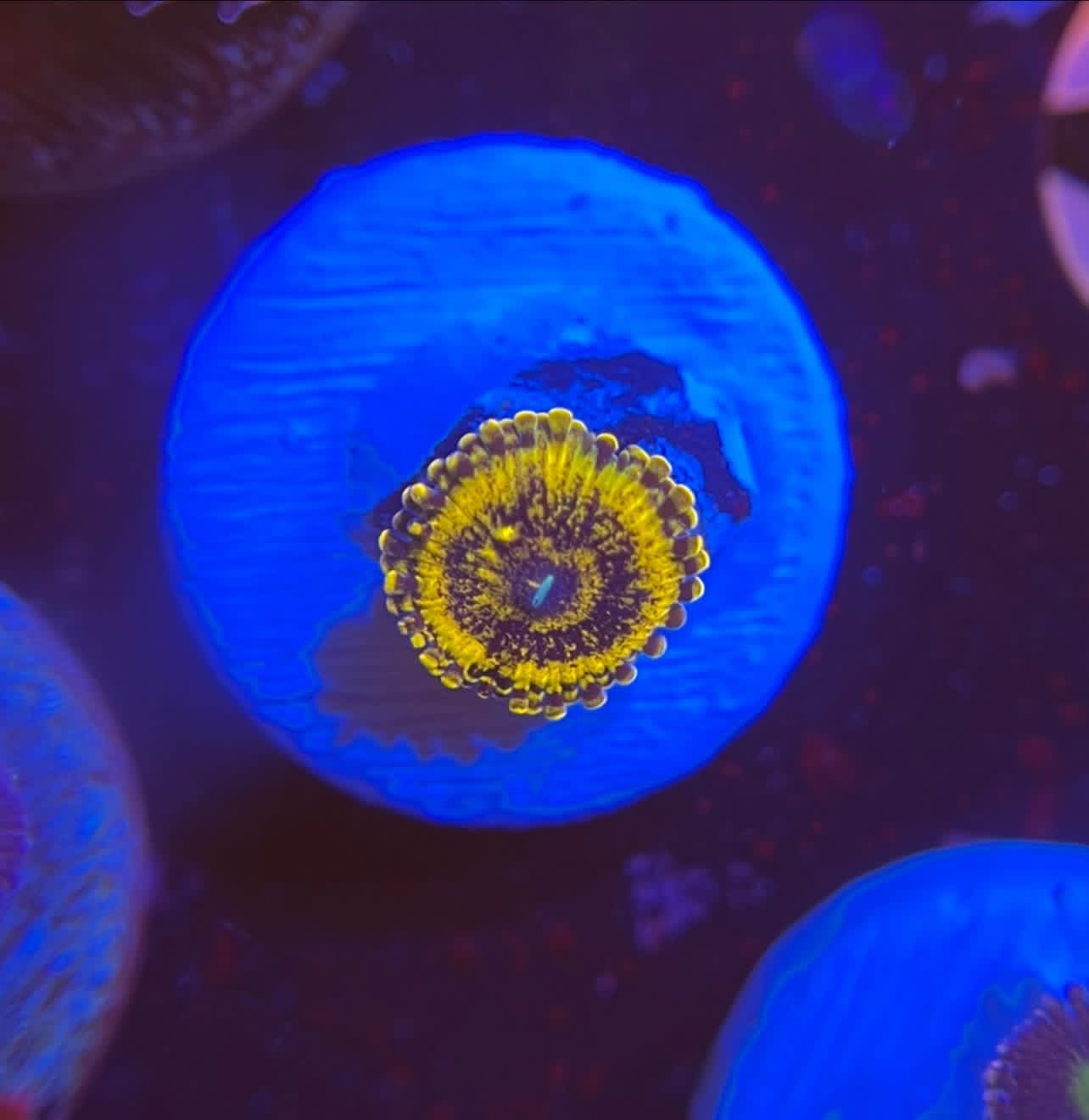 Scarface Zoa