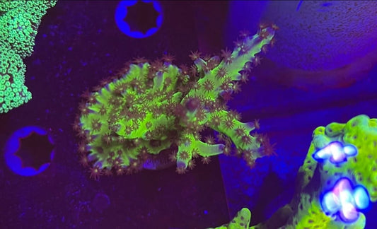 Paletta Tri Color Acro
