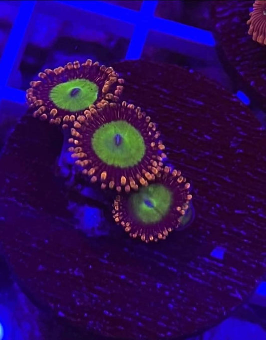 Pink Hippo Zoa