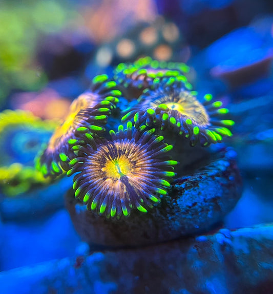 Nirvana Zoanthid