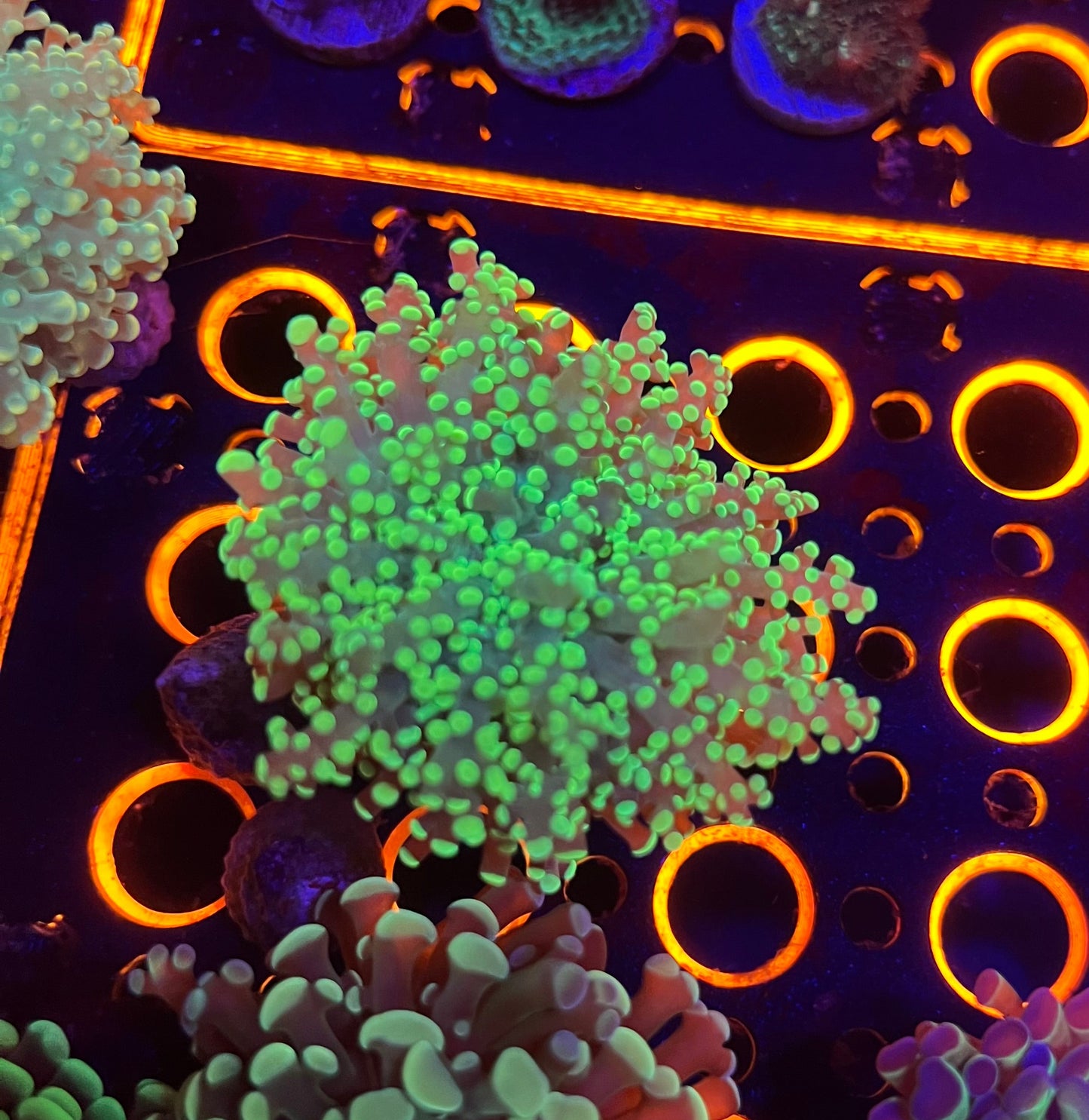 Green Yaemensis Frogspawn