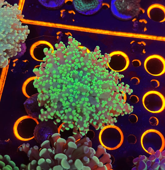 Green Yaemensis Frogspawn
