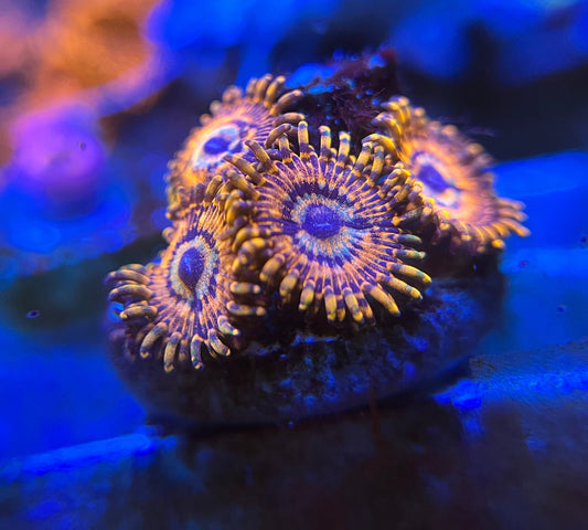Utter Peace Zoanthid