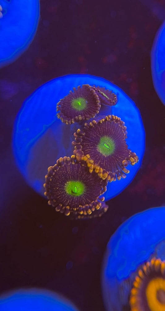 Pinwheel Zoanthid