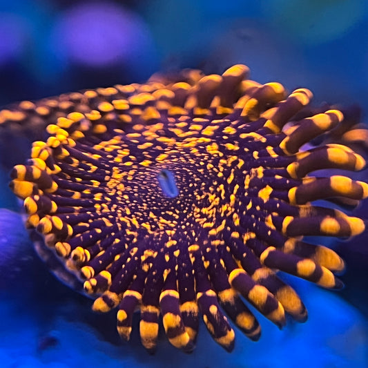 Nightmare Zoanthid