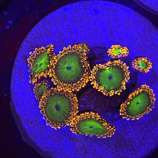 Oompa Loompa Zoanthid