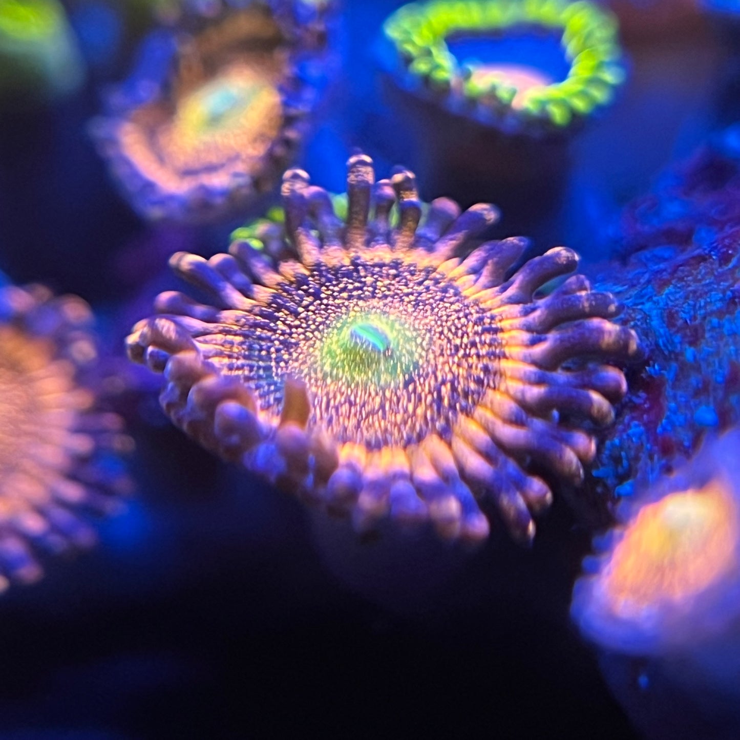 Mohawk Zoanthid