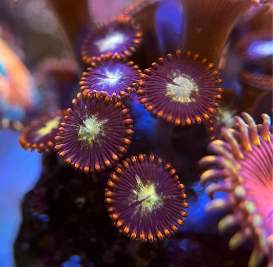 Firecracker Zoanthid