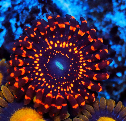 Illuminati Zoanthid