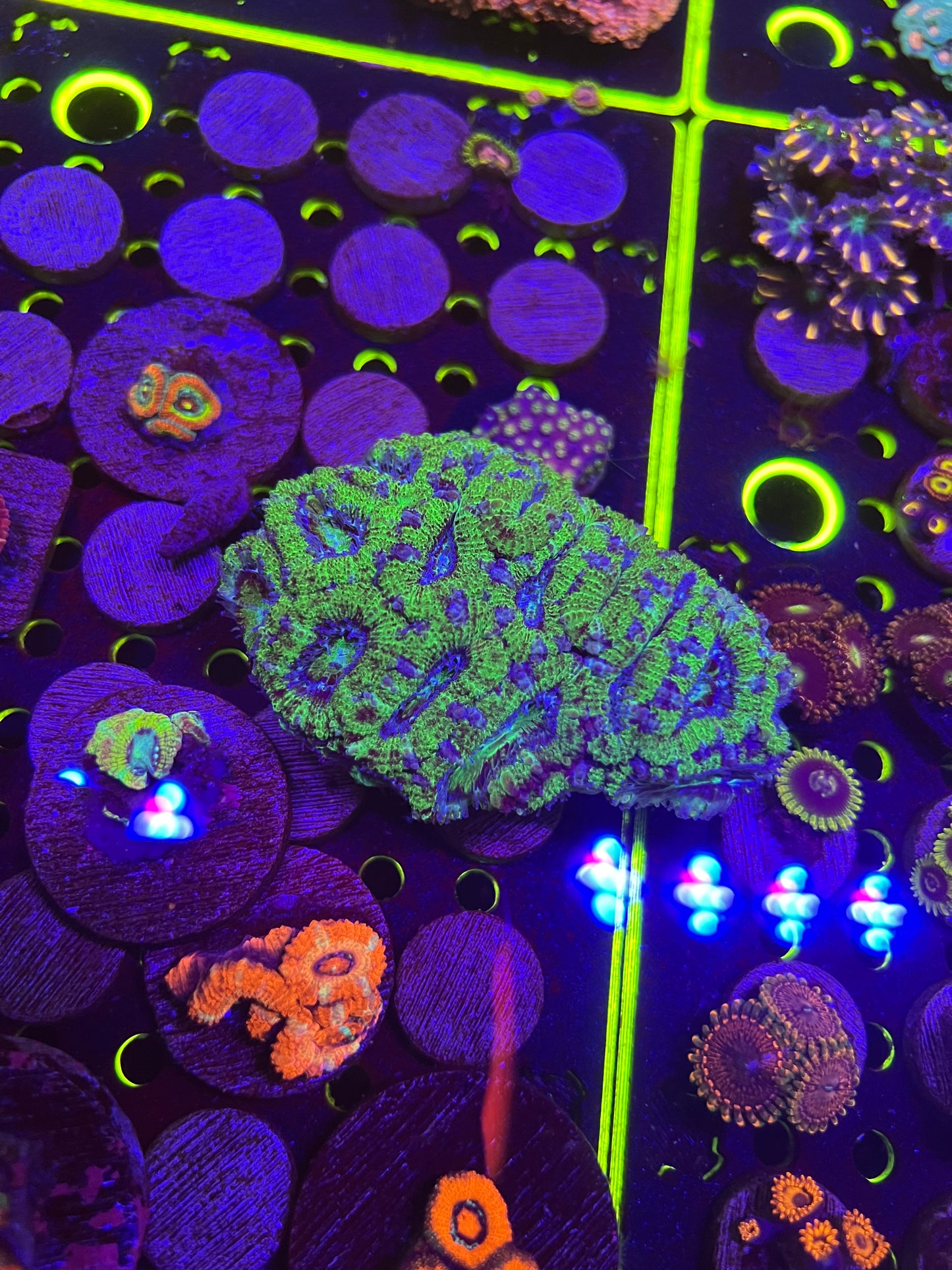 Acan Lord Colony