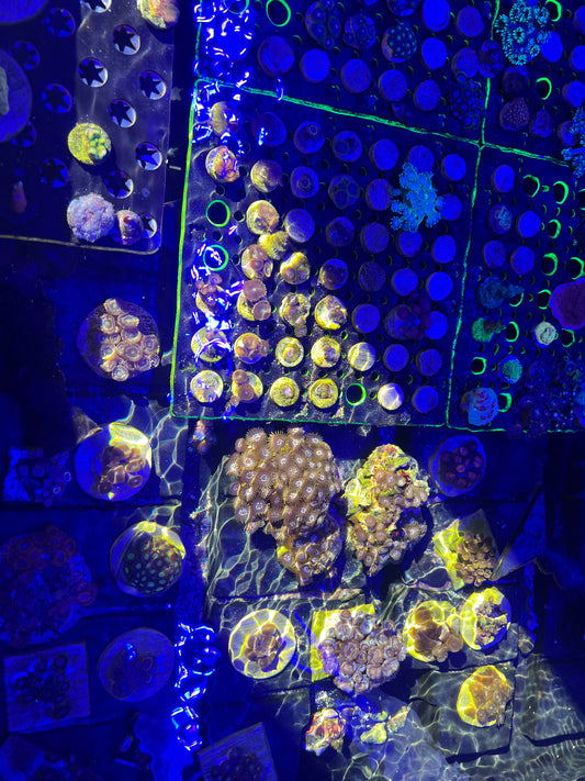 B Grade Frags